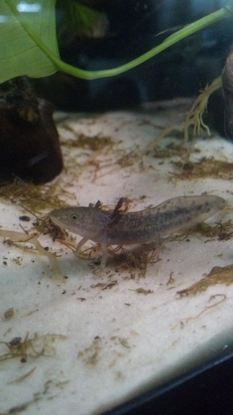 Axolotl_10