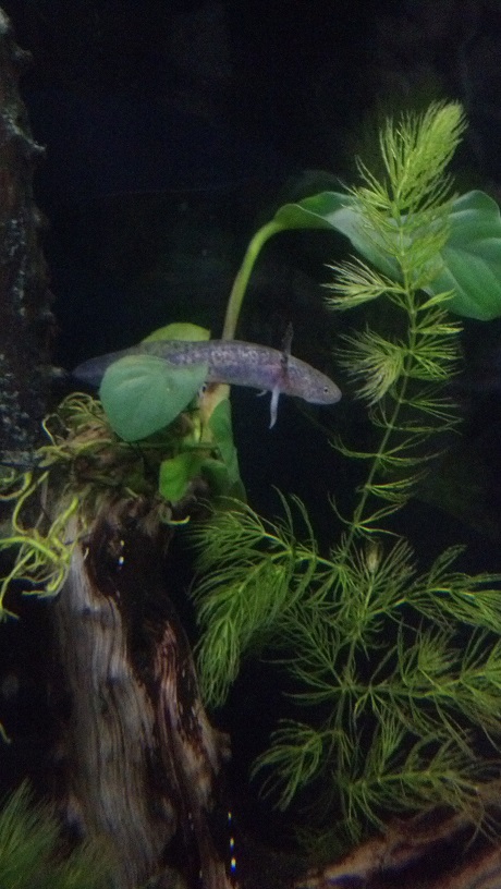 Axolotl_2