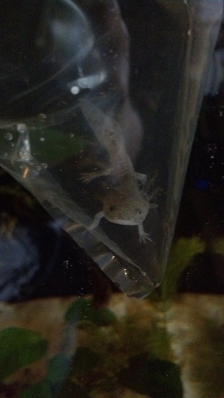 Axolotl_5